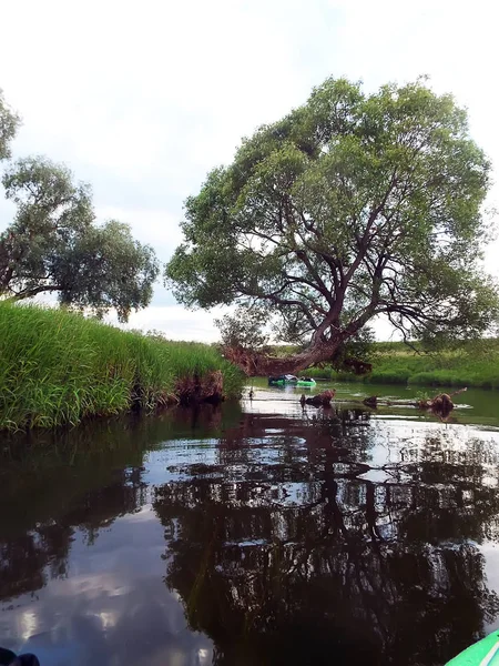 Árbol cuelga sobre la curva del río — Foto de Stock