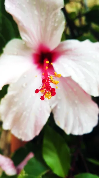Flor rosa suave com pistilo vermelho em gotas de chuva — Fotografia de Stock