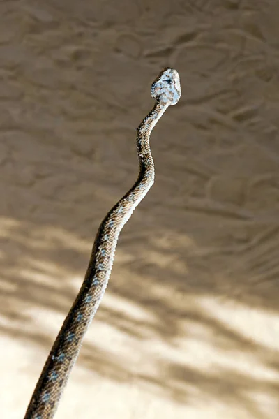 Poisonous rattlesnake with triangular head — Stock Photo, Image