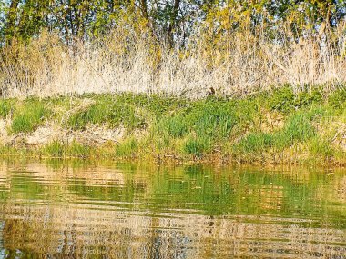 nehir banka yeşil çim ile görünümüne rahatlatıcı