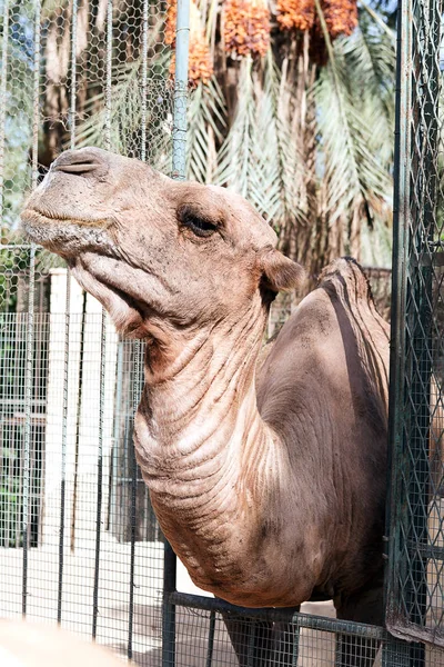 African camel head in the zoo