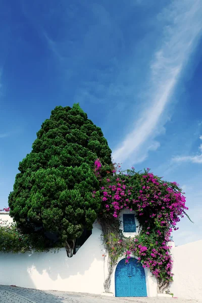 Parte de ruas de paralelepípedos de casa decorada com flores e vegetação — Fotografia de Stock