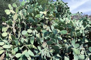 Kaktüs inciri çalılık