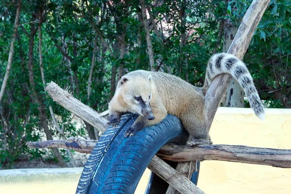 Koati klimmen over boomstammen droog — Stockfoto