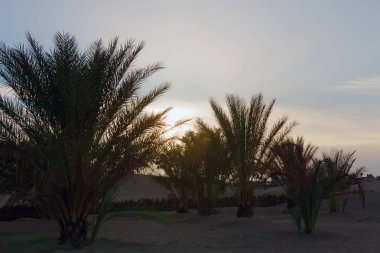Bir vaha tarihi avuç içi kumlu Sahara çöl şafak