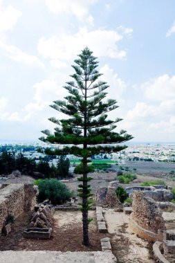 Araucaria evergreen kozalaklı kalıntıları eski ve yeni Carthage Tunus arka plan