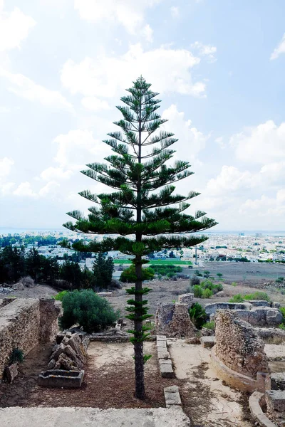 Araucaria conífera sempre verde em ruínas velho e fundo de Cartago novo Tunísia — Fotografia de Stock