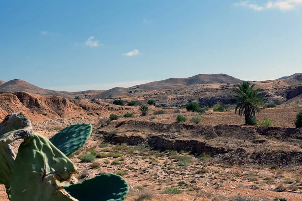 Montanha Deserto Com Cacto Primeiro Plano Matmata Tunísia África — Fotografia de Stock