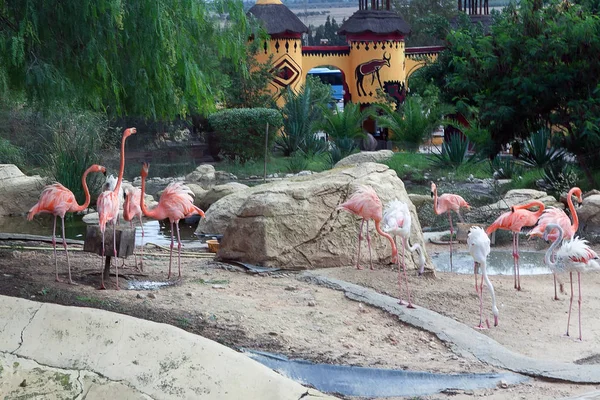 Kuşlar Pembe Flamingolar African Bir Hayvanat Bahçesi Sürüsü — Stok fotoğraf