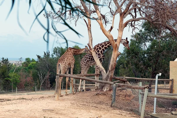Пара Жирафов Зоопарке Африки Кормятся Возле Дерева — стоковое фото