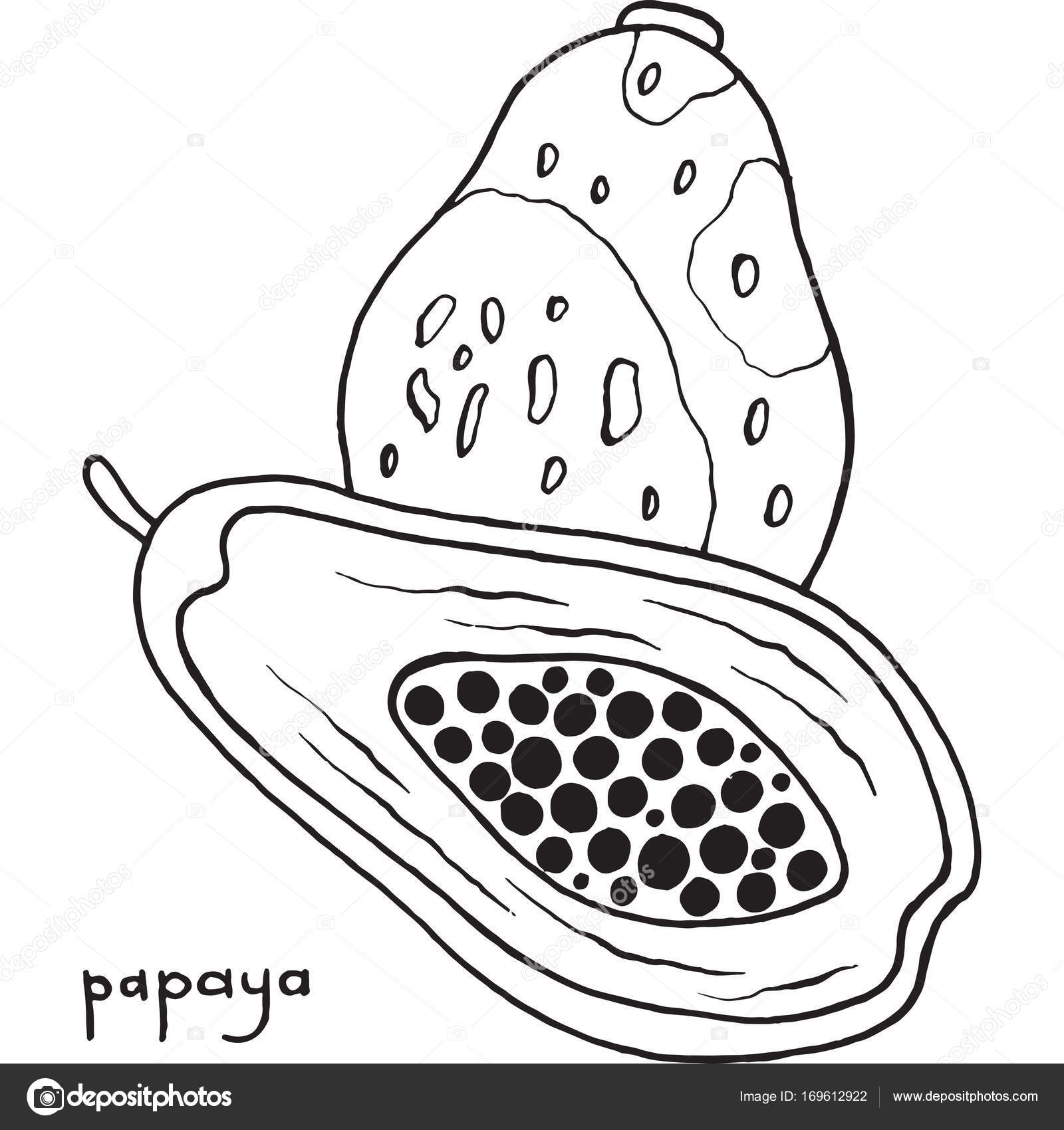 Pagina da colorare di papaia Arte grafica vettoriale bianco e nero per libri da colorare per adulti Illustrazione al tratto frutta tropicale ed esotica