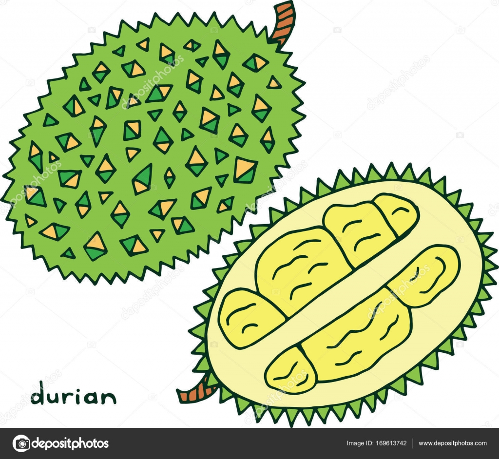 Pagina da colorare di Durian frutta Grafico vettoriale colorato Pagina da colorare di Durian frutta Arte variopinta di doodle di grafica vettoriale per libri da colorare per adulti Illustrazione al tratto frutta