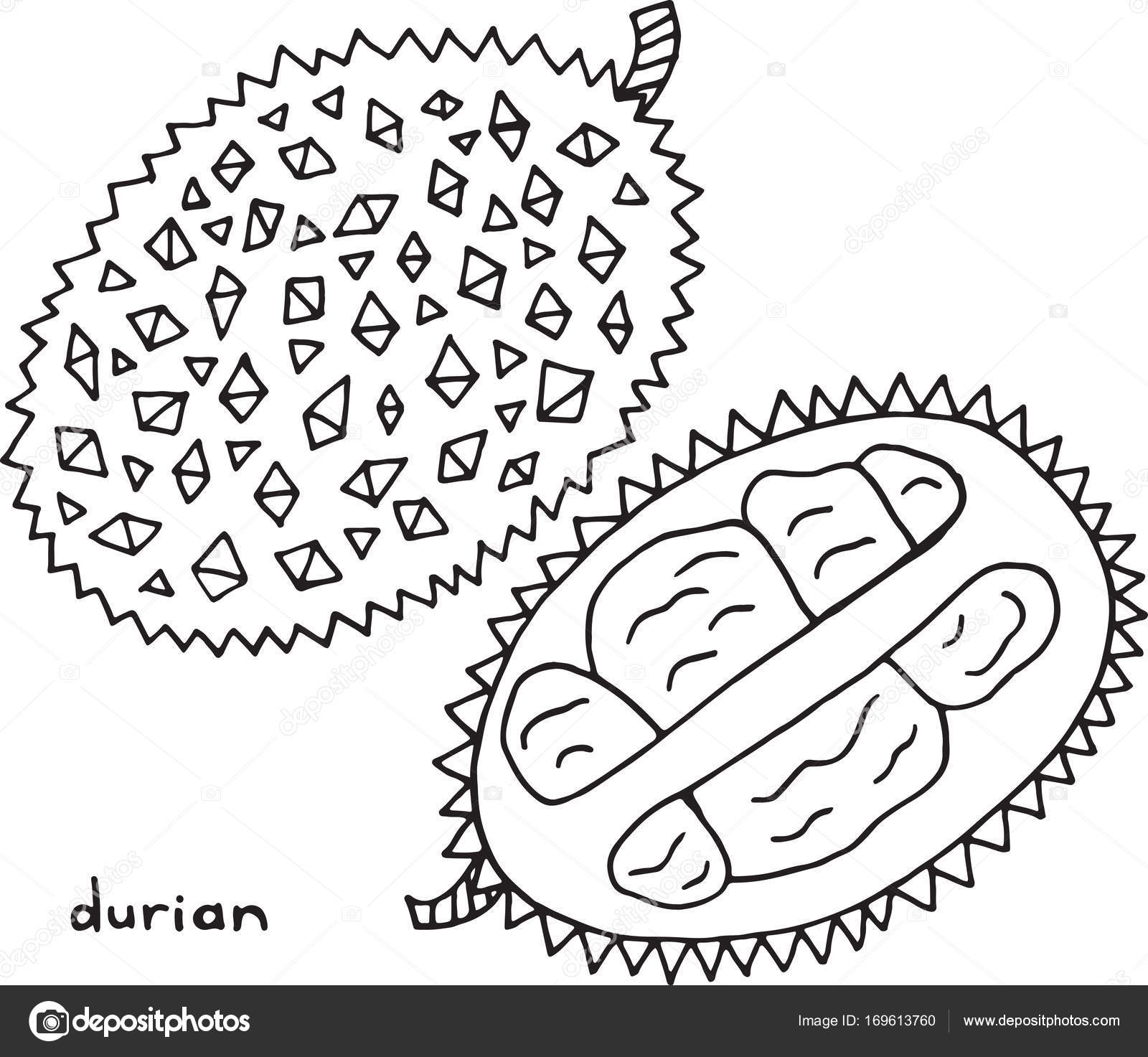 Pagina da colorare di Durian Arte grafica vettoriale bianco e Pagina da colorare di Durian Arte grafica vettoriale bianco e nero per libri da colorare per adulti Illustrazione al tratto frutta tropicale ed esotica