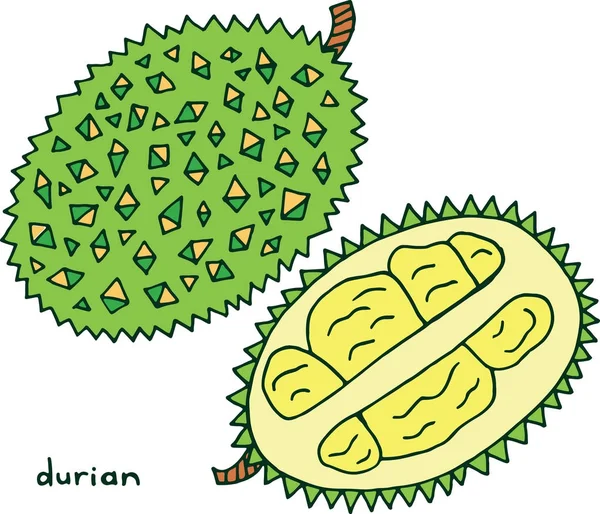Durian Frucht Malseite. Grafik-Vektor bunte Doodle-Kunst f — Stockvektor