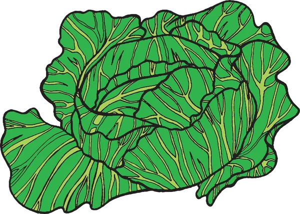 Ручная иллюстрация цвета капусты — стоковый вектор