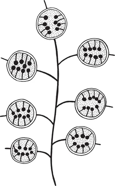 Větev květ Lunaria - omalovánky pro dospělé — Stockový vektor