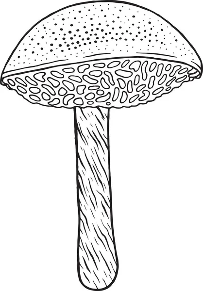 Мосс - съедобный гриб. Карикатурная страница для взрослых — стоковый вектор
