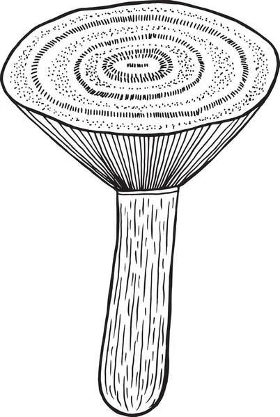Шафран молочный колпак - съедобный гриб. Рисунок из мультфильма — стоковый вектор