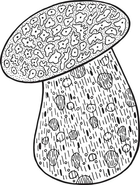 Porcini - съедобный гриб. Рисунок для рисования каракулей для адула — стоковый вектор