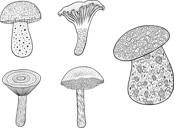 Porcini - eetbare paddenstoel. Doodle tekenfilm kleurplaten pagina voor adul — Stockvector