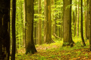 Poloniny, Doğu Slovakya ilkel ormanda