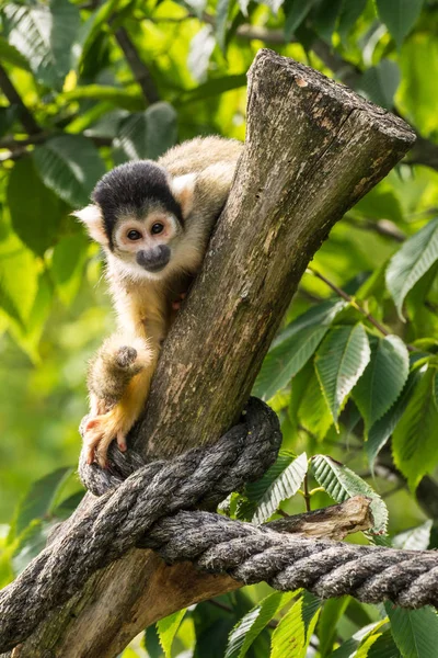 Küçük maymun dalı