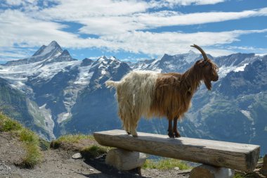 Keçi model Swisss Alpler'de poz