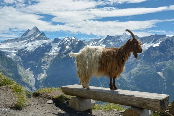 Keçi model Swisss Alpler'de poz