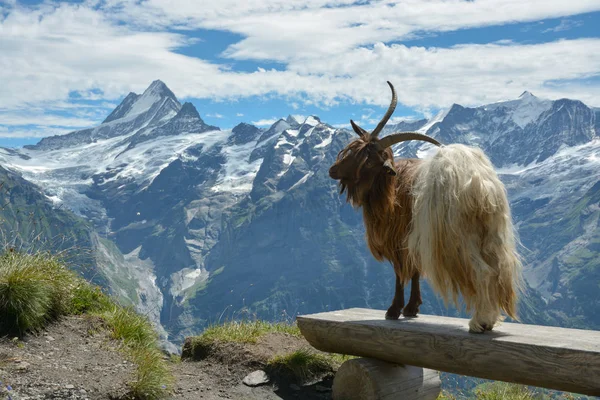 Keçi model Swisss Alpler'de poz