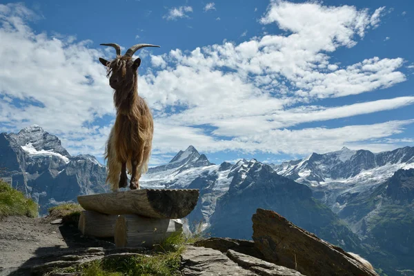 Keçi model Swisss Alpler'de poz