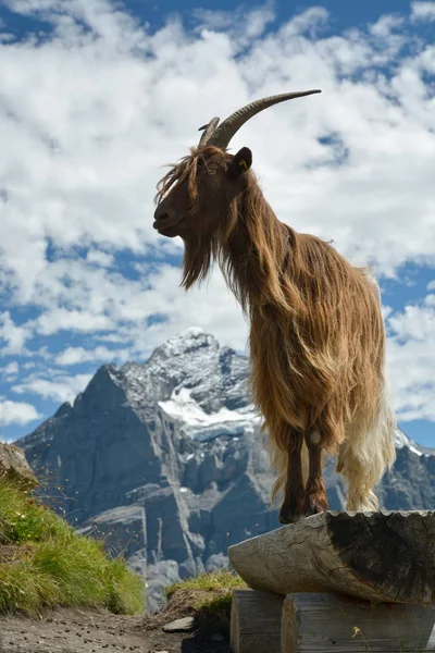 Keçi model Swisss Alpler'de poz