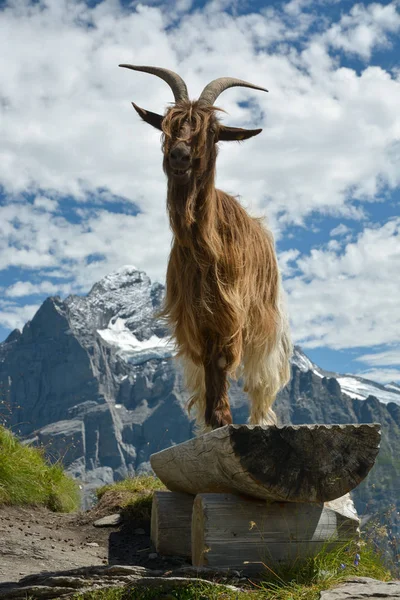 Keçi model Swisss Alpler'de poz