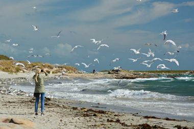 Kuşların fotoğrafını genç kız