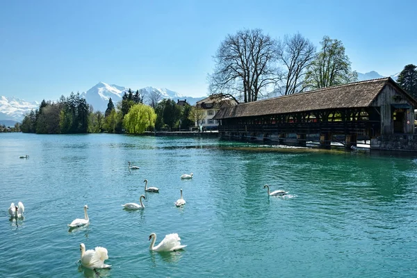 Лебеди на озере Thunersee с красивыми Альпами на заднем плане — стоковое фото