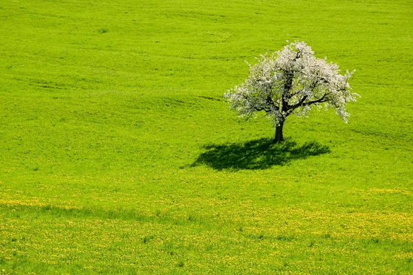 Lonely blooming cherry tree in the middle of green meadow — Stock Photo, Image