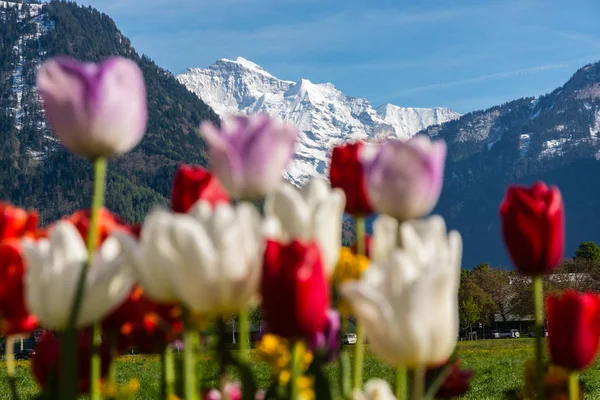 Tulipes vs Jungfrau pic en Suisse — Photo