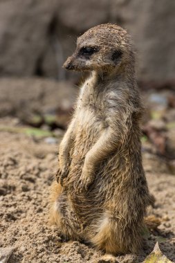 Zemin üzerinde şirin meerkat duran