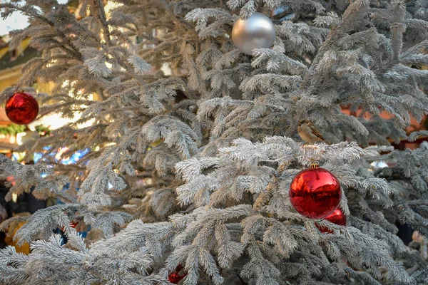 Pequeno pássaro sentado e cantando na árvore de Natal no Natal Ma — Fotografia de Stock