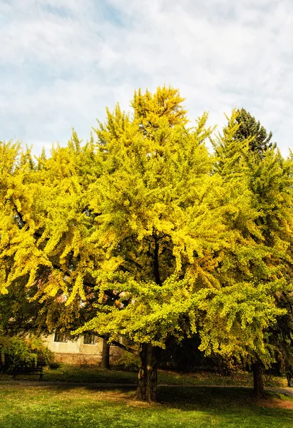 Grote gele bomen, herfst scène — Stockfoto
