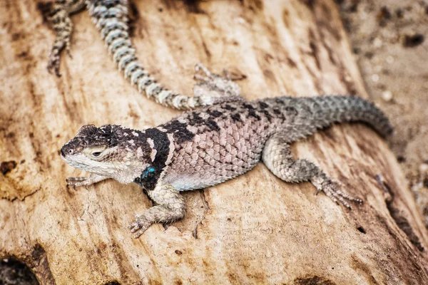 Spiny lizard - Sceloporus cyanogenys - on the wooden texture, an — Stock Photo, Image