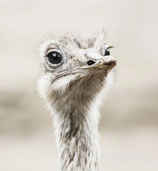 EMU porträtt - australisk novaehollandiae, närbild fågel — Stockfoto