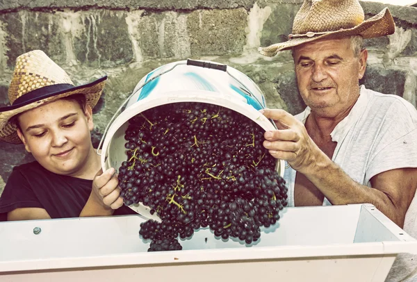 Boy with grandfather strew bunches of grapes to the vine press