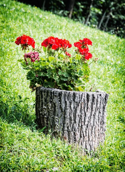 Beautiful red pelargonium flowers on the tree stump — Stock Photo, Image