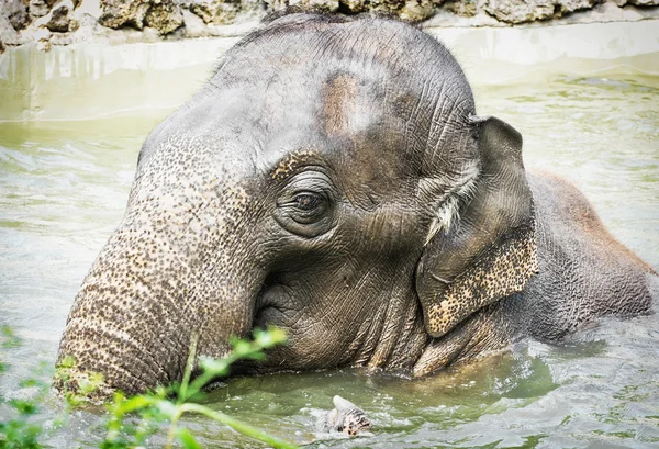 Éléphant prenant un bain rafraîchissant dans l'eau — Photo