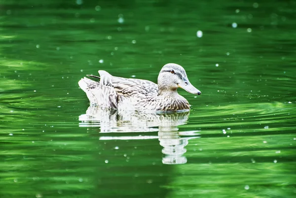 Kachna v zelené vodě, přírodní scéna — Stock fotografie