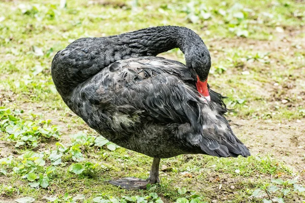 Černá labuť - Cygnus atratus - stojí na jedné noze — Stock fotografie