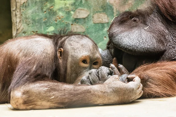 Orangutanes - Pongo pygmaeus - jugando en zoológico, padre e hijo —  Fotos de Stock