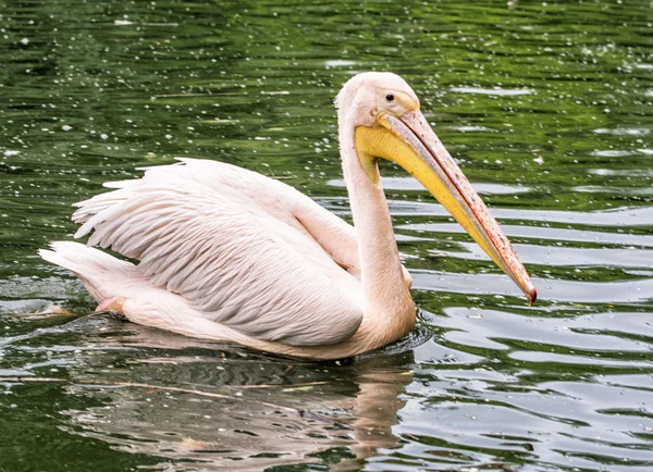 Grande pelicano branco - Pelecanus onocrotalus - no lago — Fotografia de Stock