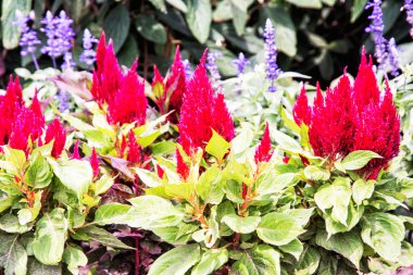 Bahçede güzel kırmızı celosia spicata çiçek