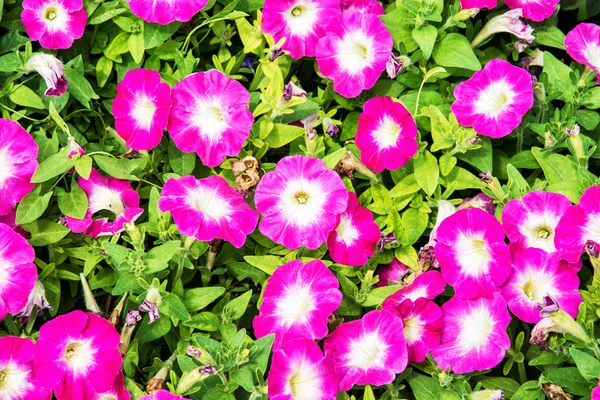 Bakgrund av vackra rosa petunia blommor — Stockfoto